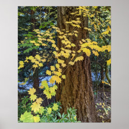 Póster Hojas de arce amarillas y foto de Douglas Fir
