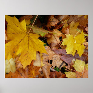 Póster Hojas de Arce Caídas Amarillas Otoño Naturaleza