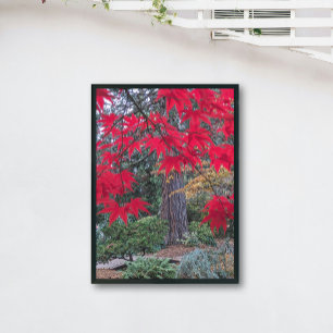 Póster Hojas de Arce Rojo en un Jardín Japonés