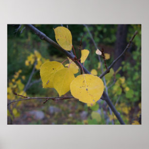 Póster Hojas de Aspen