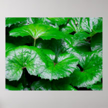 Hojas de Burdock - Foto abstracta de la naturaleza