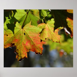 Póster Hojas de caída coloridas