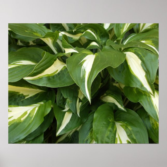 Póster Hojas de Hosta (Frente)