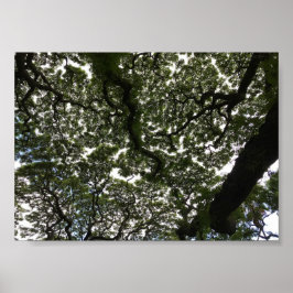 Póster Hojas de mono