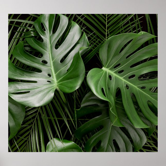 Póster Hojas de Monstera, diseño tropical de lujo. (Frente)