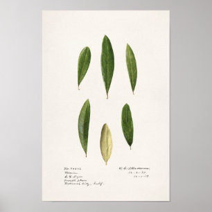 Póster Hojas de oliva (Olea Europaea) Pintado de acuarela