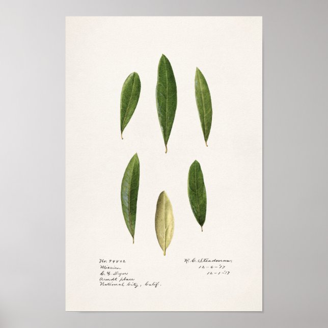 Póster Hojas de oliva (Olea Europaea) Pintado de acuarela (Frente)