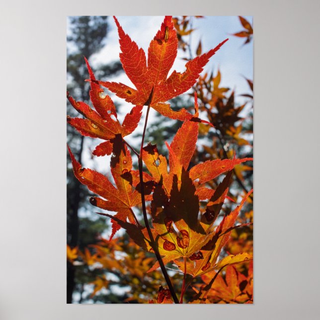 Póster Hojas de Otoño (Frente)