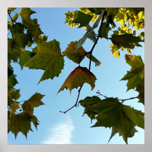 Póster hojas de otoño (Frente)