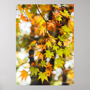 Póster Hojas de otoño