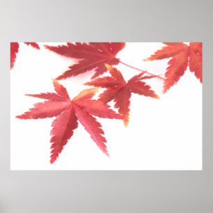 Póster Hojas de otoño