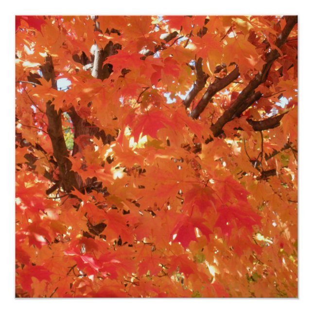 Póster Hojas de otoño 1 (Anverso)