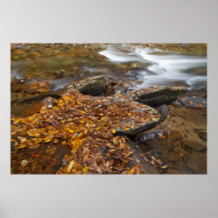Póster Hojas de otoño a lo largo de Looking Glass Creek e