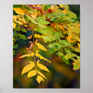 Póster Hojas de otoño amarillas doradas y verdes en una r