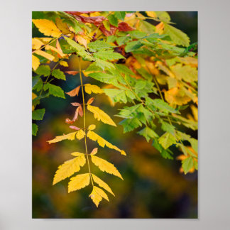 Póster Hojas de otoño amarillas doradas y verdes en una r