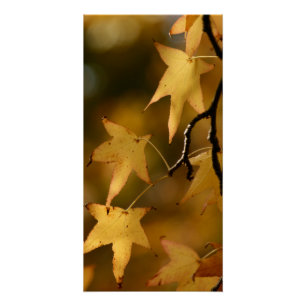 Póster hojas de otoño amarillas Imprimir