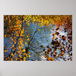 Póster Hojas de otoño contra un cielo azul