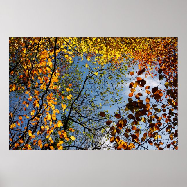 Póster Hojas de otoño contra un cielo azul (Frente)