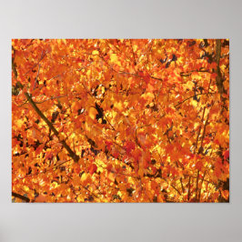 Póster Hojas de otoño en el árbol - fotografía.