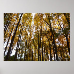 Póster Hojas de otoño en la mañana Naturaleza de Maryland