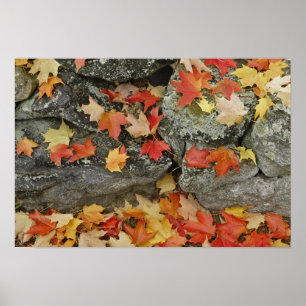 Póster Hojas de otoño en muro de piedra, Minute Man