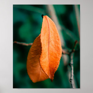 Póster Hojas de otoño naranjas en una ramita delgada
