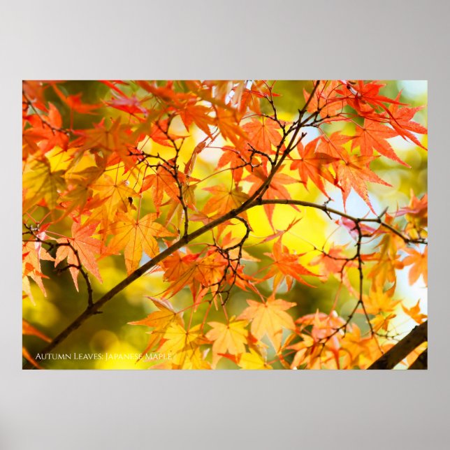 Póster Hojas de otoño [Papel de cartel de valor] (Frente)