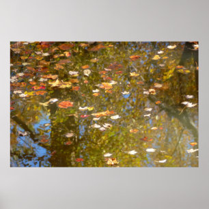 Póster Hojas de otoño y reflejo de arroyo en Greenbelt