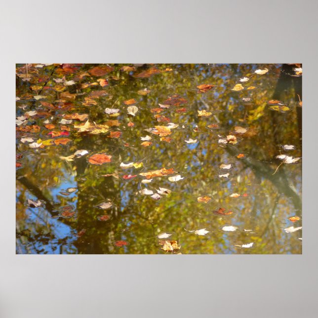 Póster Hojas de otoño y reflejo de arroyo en Greenbelt (Frente)