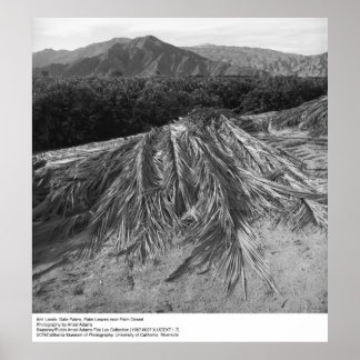 Póster Hojas de palma cerca del desierto de palma por Ans