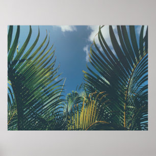 PÓSTER HOJAS DE PALMA TROPICAL