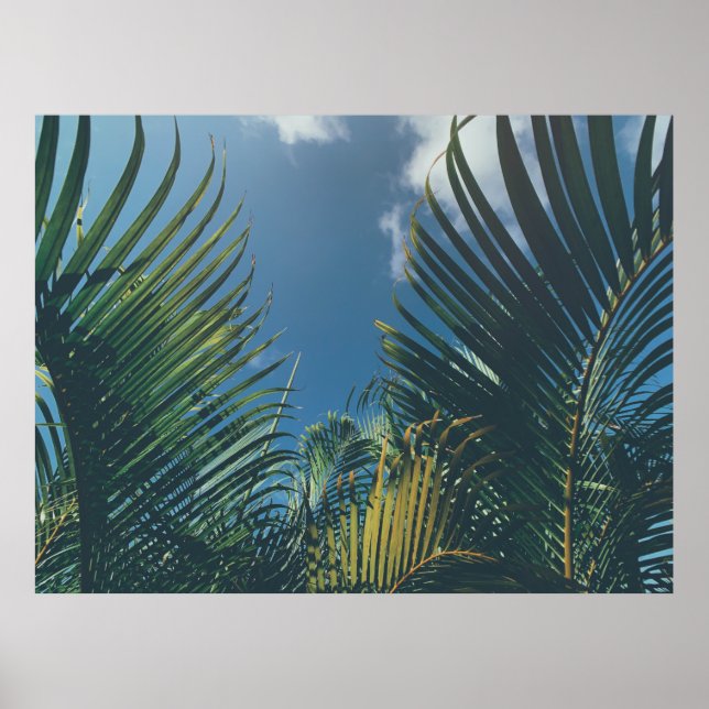 PÓSTER HOJAS DE PALMA TROPICAL (Frente)