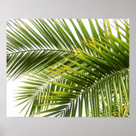 Póster Hojas de palmera en la naturaleza tropical foto