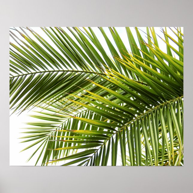 Póster Hojas de palmera en la naturaleza tropical foto (Frente)