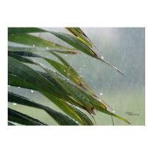 Hojas de palmera Poster de las gotas de lluvia