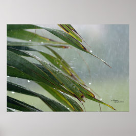 Póster Hojas de palmera Poster de las gotas de lluvia