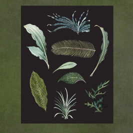 Póster Hojas de planta botánica oscuras en negro