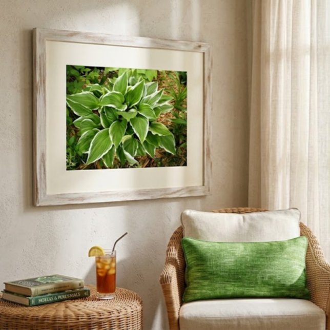 Póster Hojas de Planta de Hosta de Lirio de Plantaina (Subido por el creador)
