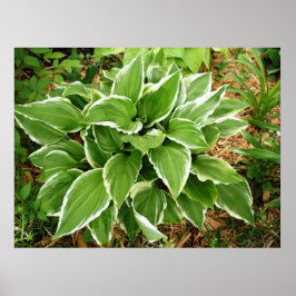 Póster Hojas de Planta de Hosta de Lirio de Plantaina