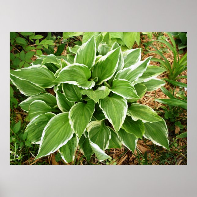 Póster Hojas de Planta de Hosta de Lirio de Plantaina (Frente)