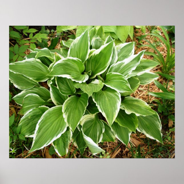Póster Hojas de Planta de Hosta de Lirio de Plantaina (Frente)