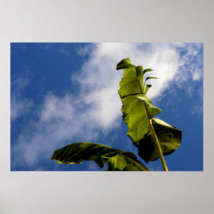 Póster Hojas de plátano