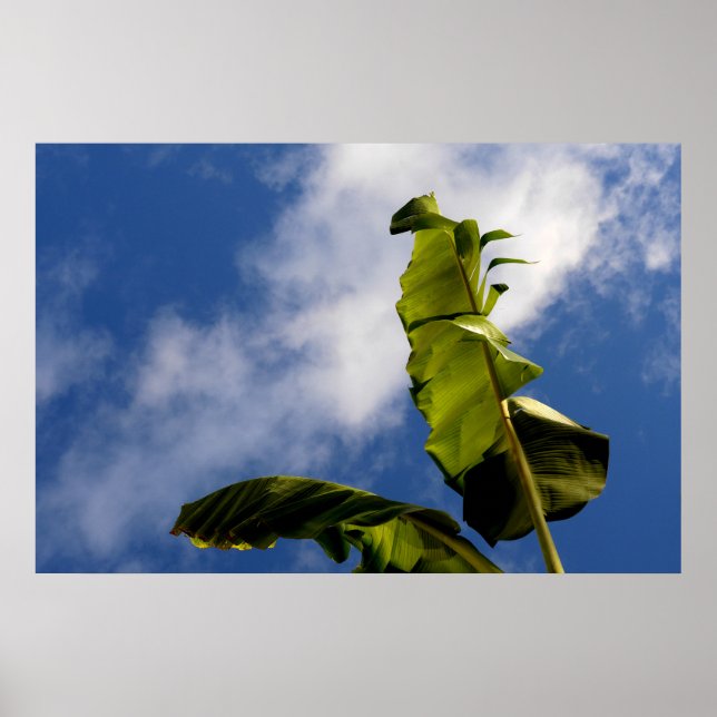 Póster Hojas de plátano (Frente)