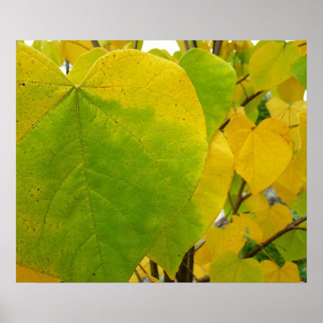 Póster Hojas de Redbud amarillas y verdes (Frente)