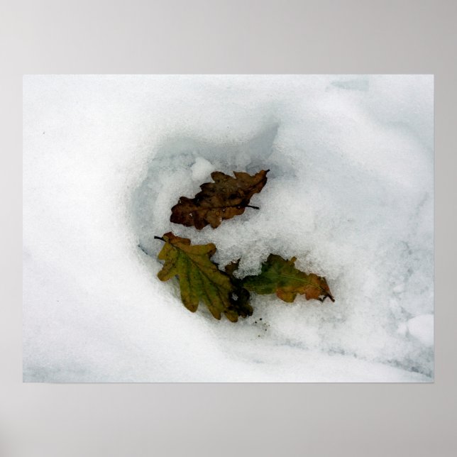Póster Hojas de roble en la huella del lienzo de la tarje (Frente)
