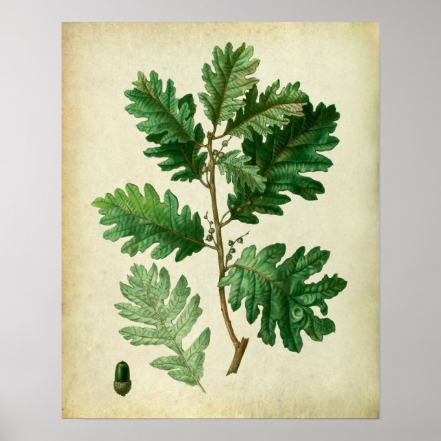 Póster Hojas de roble n.º 3 (Frente)