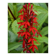 Hojas de Rojo
