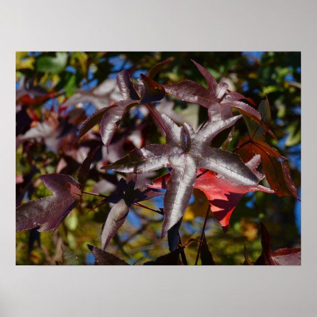 Póster Hojas de Sweetgum en Otoño (Frente)