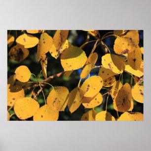 Póster Hojas del álamo de Aspen en otoño