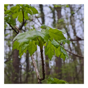 Póster Hojas del bosque después de la lluvia – Naturaleza